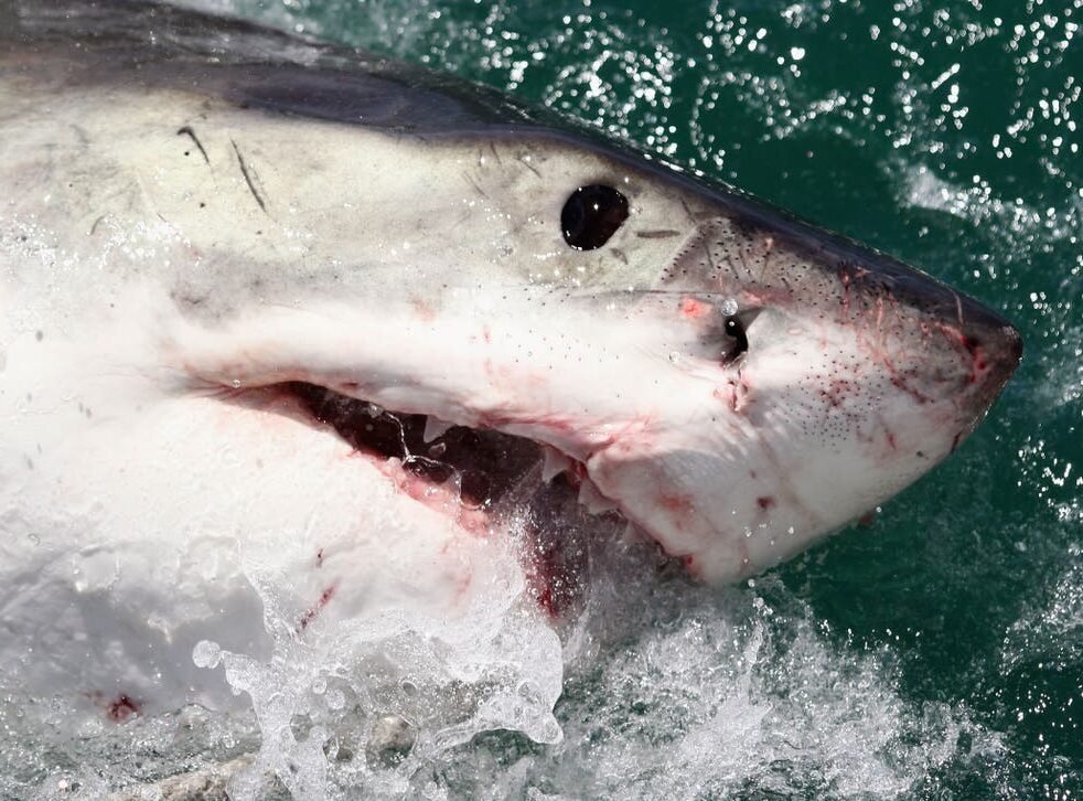 Australia: Shark becomes dreaded again after 60 years in Sydney