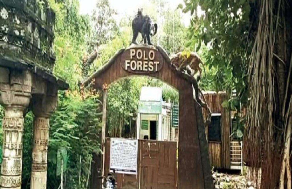 polo forest